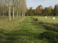 NL, Noord-Brabant, Valkenswaard, Pelterheggen 17, Saxifraga-Jan van der Straaten